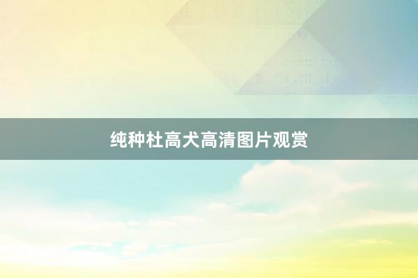 纯种杜高犬高清图片观赏